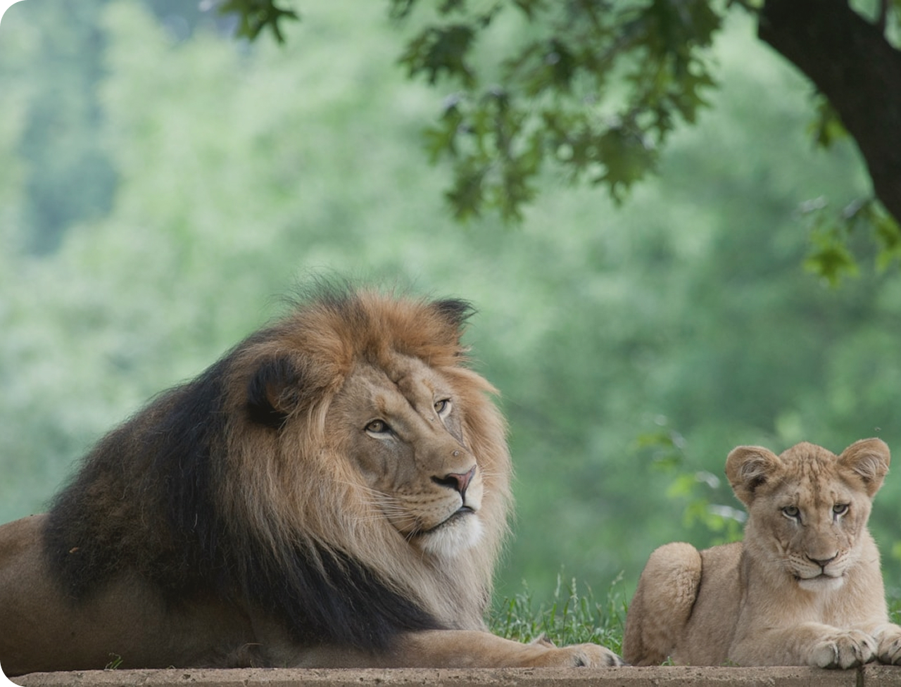 Lion family in natural habitat